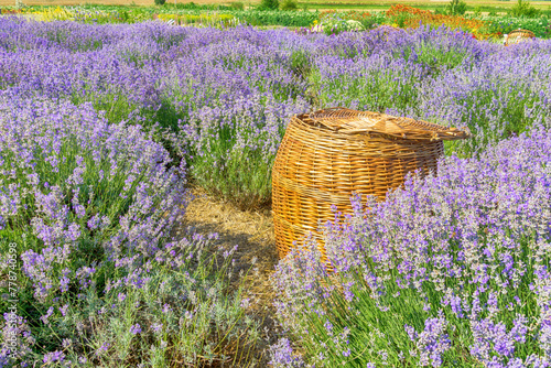 Basket on the lavender field