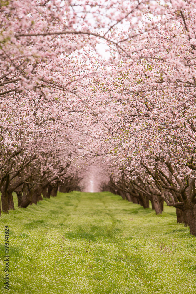 Fototapeta premium blossoming almond orchard. Beautiful trees with pink flowers blooming in spring in Europe. Almond blossom.