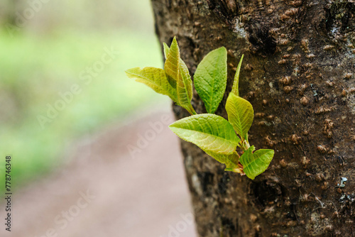 small sprout of leaves. tree sprout. natural natural background. photo with bokeh effect, macro photography