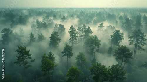   A dense woods surrounded by a hazy sky