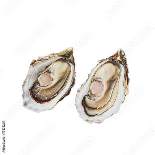 Two oysters with different shells photo