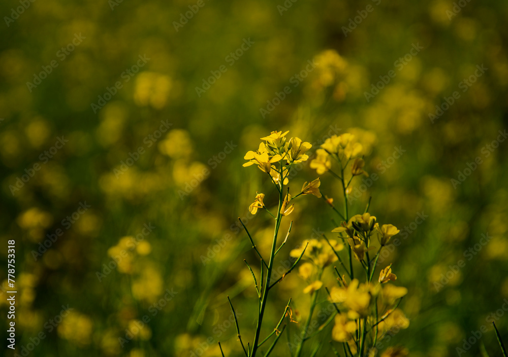 Mustard flower Mustard flower