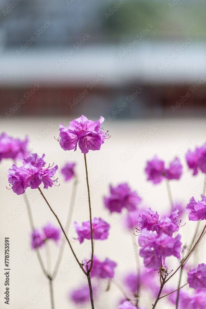 Fototapeta premium Rhododendron mucronulatum, Korean rhododendron rosebay Azalea shrub flowers blooming in spring in Korea