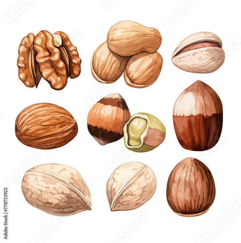 Watercolor Vector painting of a different nuts (Almonds - Walnuts - Pistachios - Pecans - Peanuts - Hazelnuts) , isolated on a white background, nuts vector, nuts clipart, nuts art, nuts painting