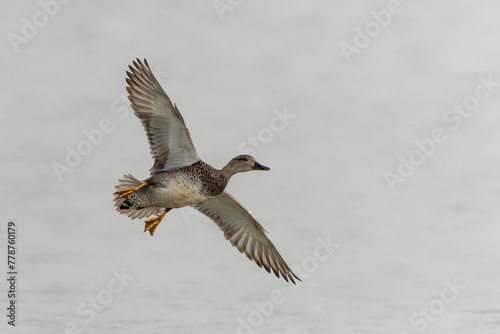 Eurasian Wigeon (Anas penelope) in flight. Gelderland in the Netherlands.                                           