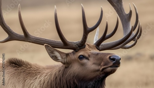 A-Close-Up-Of-An-Elks-Antlers-Intricate-And-Maje- 2