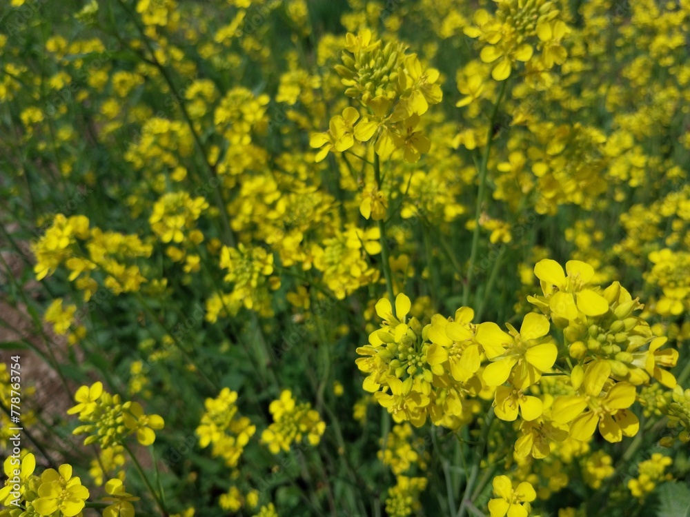 Rape blossom yellow flowers in the field Rape blossom yellow flowers in the field