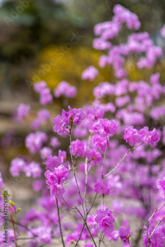 Rhododendron mucronulatum  Korean rhododendron rosebay Azalea shrub flowers blooming in spring in Korea