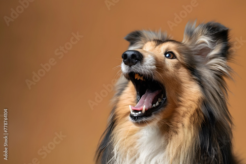 Shetland Sheepdog catching treats, Generative Ai image