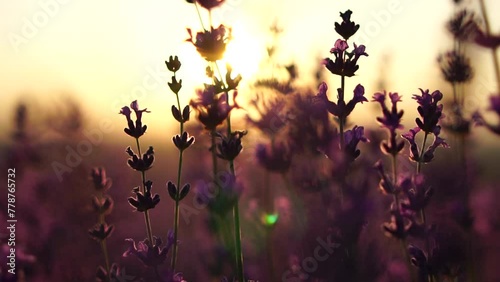 Lavender fields with fragrant purple flowers bloom at sunset. Lush lavender bushes in endless rows. Organic Lavender Oil Production in Europe. Garden aromatherapy. Slow motion, close up photo