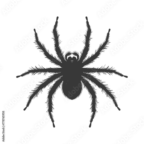 Silhouette spider animal black color only