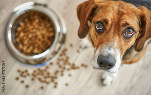 A guilt-ridden beagle stands by a bowl of spilled dog food, making an apologetic face photo