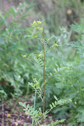 Marsh Yellowcress, Rorippa palustris, also known as Bog yellow-cress or Marsh yellow cress, wild flowering plant from Finland photo