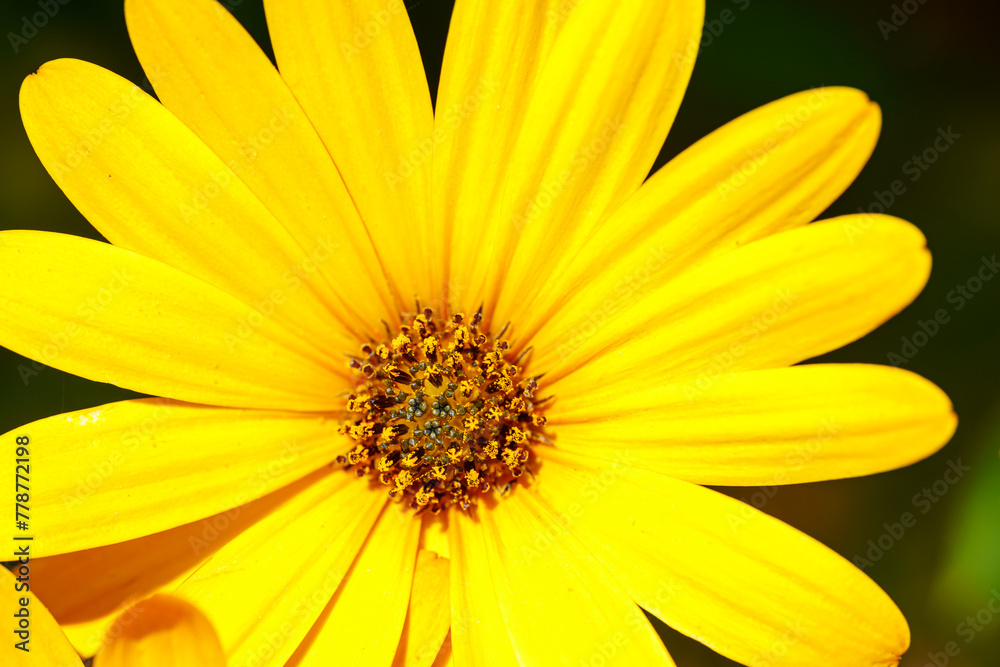 Macro photograph of a yellow flower with a yellow center in closeup Macro photograph of a yellow flower with a yellow center in closeup