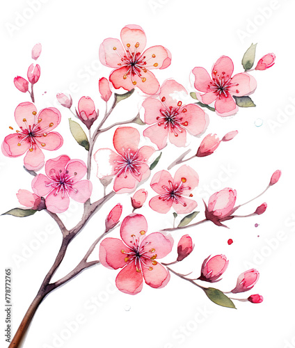 Stylized Cherry Blossoms Watercolor Illustration on Branch  © Md Shahjahan