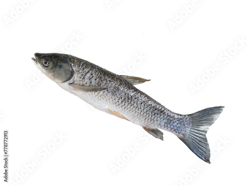 fish on white background