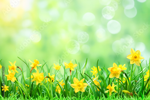 spring banner of fresh green grass and flowers in nature. blurred background, space for text © zamuruev