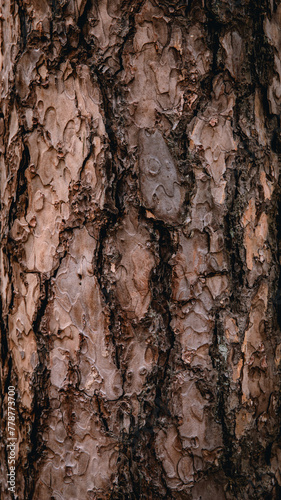 bark of a tree texture.