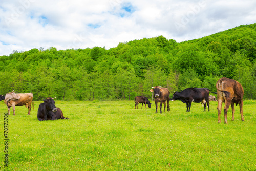 cow grazing on the meadow. cattle near the forest. grassy carpathian countryside in spring