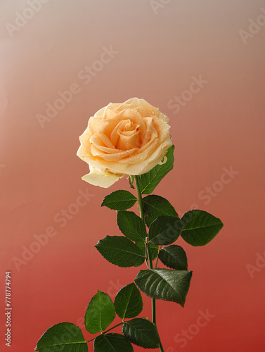 Champagne roses for Valentine's Day
