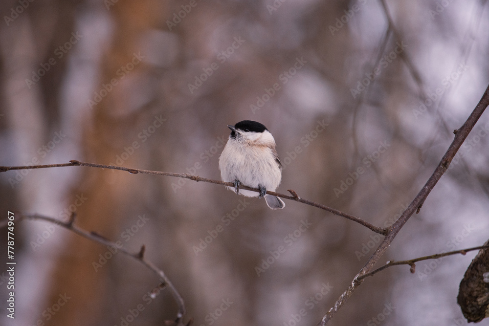 Fototapeta premium Bird on a branch