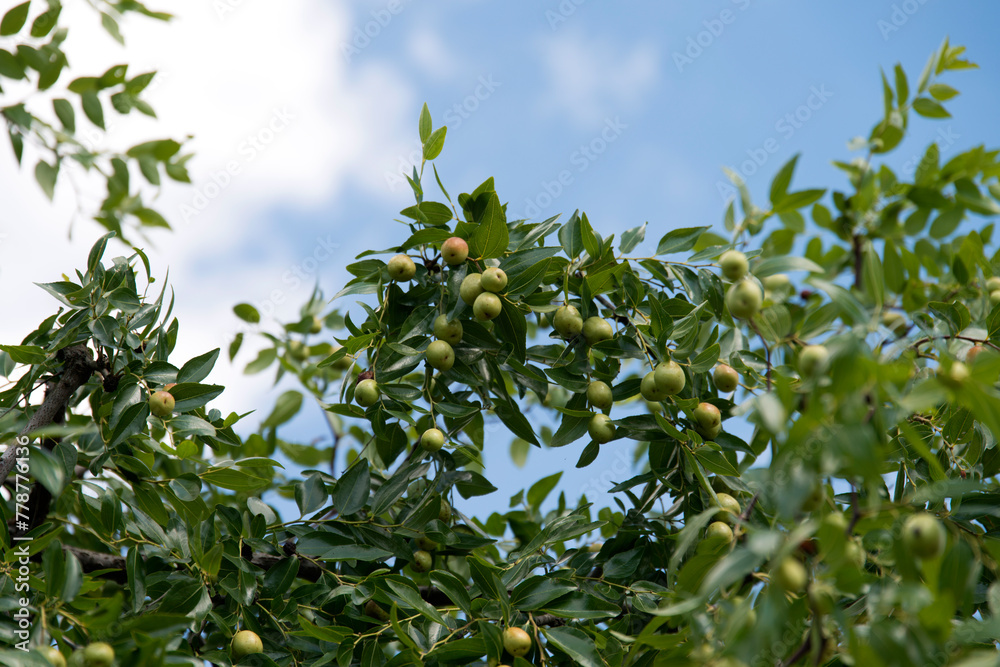 View of the jujube fruits against the blue sky View of the jujube fruits against the blue sky