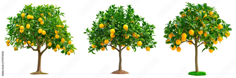 A set of lemon trees isolated on a white or transparent background. A close-up of a lemon trees with yellow lemons. A graphic design element on the theme of nature and tree care.