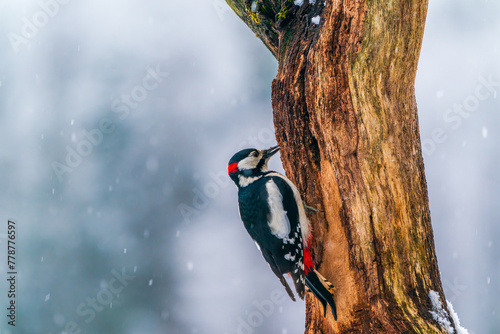 Middle spotted woodpecker (Dendrocoptes medius) in winter Bialowieza forest, Poland photo