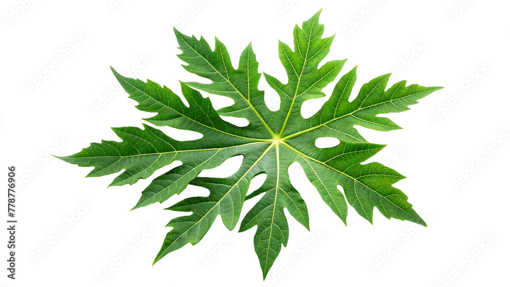 Papaya leave branch isolated on transparent background Papaya leave branch isolated on transparent background