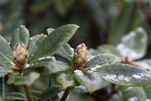 Close up of rhododendron leaves and buds in early spring with a  little melting snow