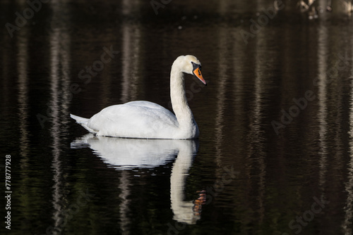Side view of a beautiful white mute swan swimming on black water with small waves and reflection
