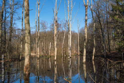 View over a flooded forest with dead naked trees under a clear blue sky