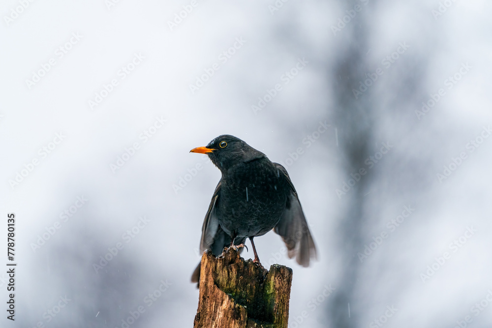 Obraz premium Euroasian Blackbird (Turdus merula) in Bialowieza forest, Poland. Selective focus