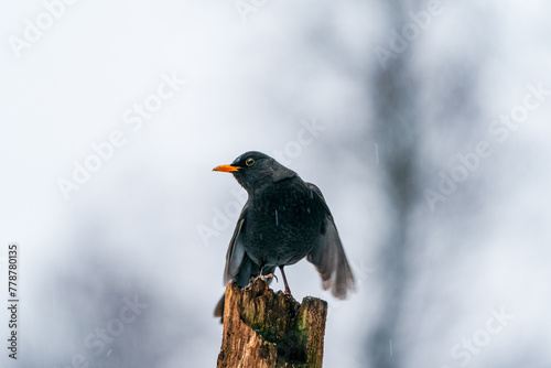 Euroasian Blackbird (Turdus merula) in Bialowieza forest, Poland. Selective focus photo