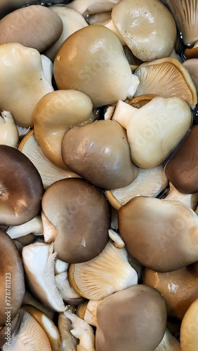 Lots of oyster mushrooms in close-up as desktop wallpaper.