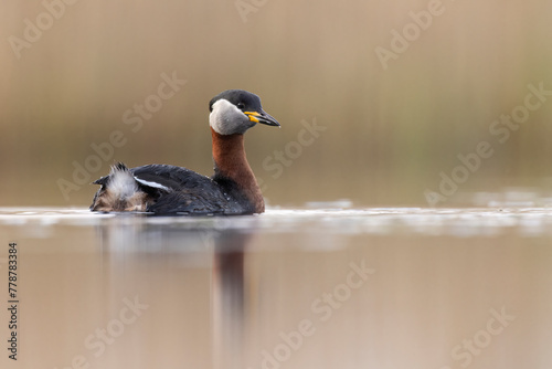 red-necked grebe water bird