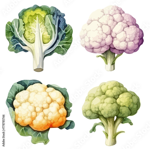 Watercolor painting of set cabbage (cauliflower), isolated on a white background, drawing clipart, Illustration Vector, Graphic Painting, design art, logo, cabbage vector. photo