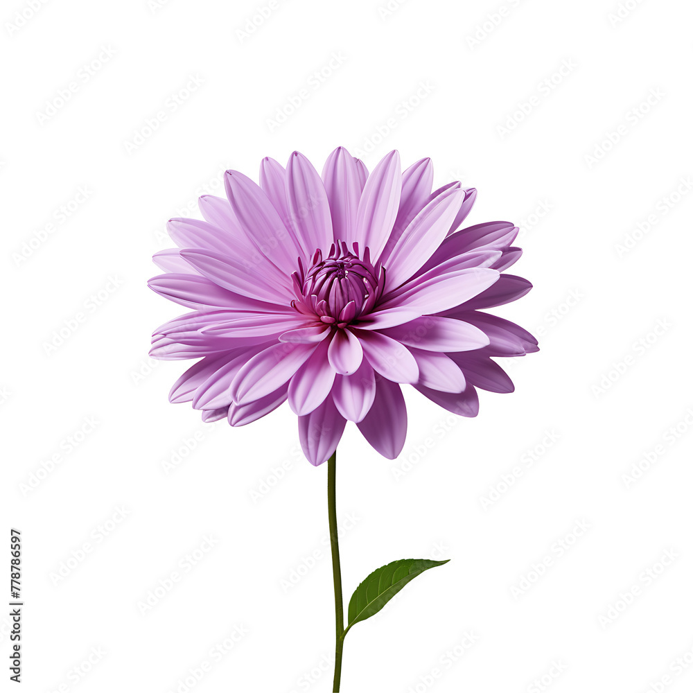Lilac Flower in PNG format with transparent background