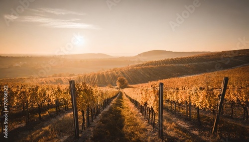 autumn in moravian vineyards near velke bilovice in czech republic