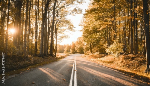 autumn forest road