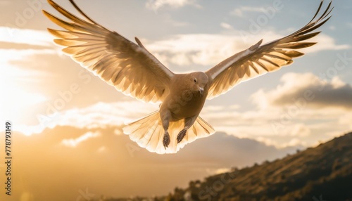 dove in the air with wings wide open