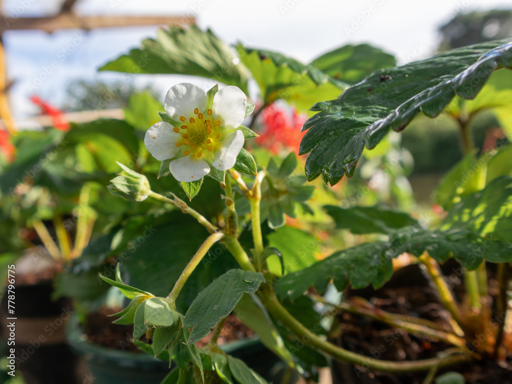 A small white flower with yellow center is in a green pot A small white flower with yellow center is in a green pot