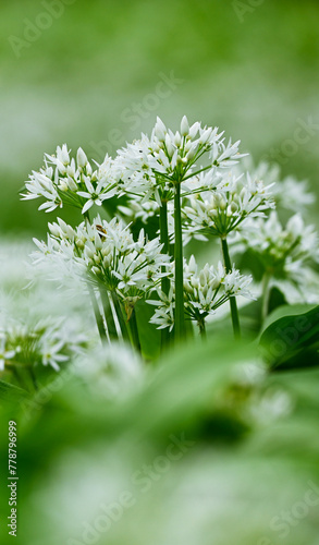 Beautiful close-up of allium ursinum