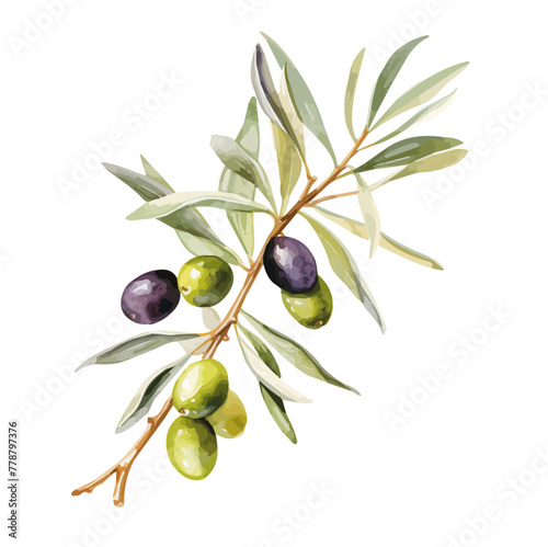 Watercolor vector of olive on a tree branch, isolated on a white background, olive vector, Illustration painting, Graphic logo, olive drawing, design art	