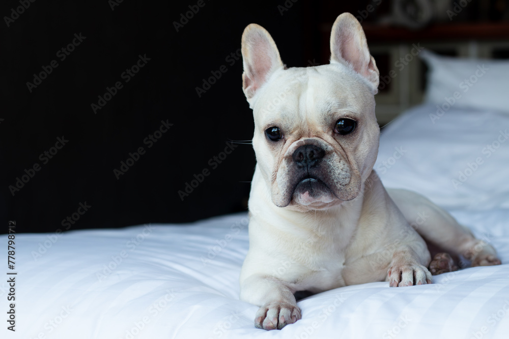 French Bulldog puppy laying on bed and looking to the camera.
