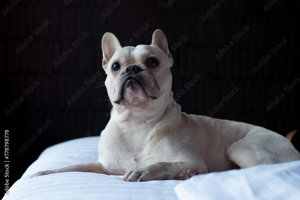 French Bulldog laying on bed and looking on the its owner.