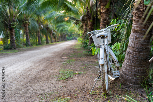 Fototapeta Naklejka Na Ścianę i Meble -  old white vintage bicycle to decay parked next to a coconut tree in farm garden and soil road for retro bike architecture decor in agriculture countryside for classic nature journey with copy space