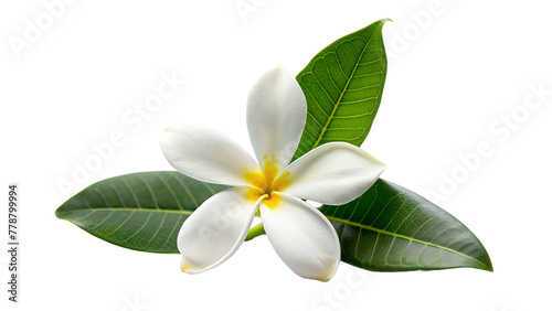 Frangipani or Plumeria flower isolated on transparent background. © shabbir