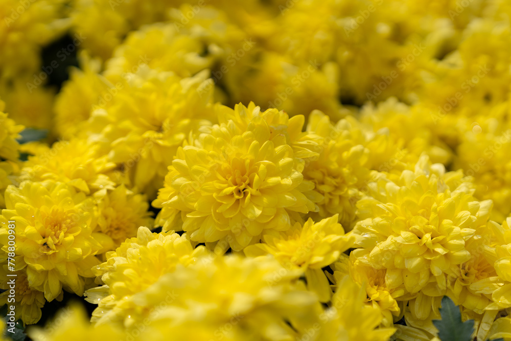 Yellow Aesthetic in Hong Kong
