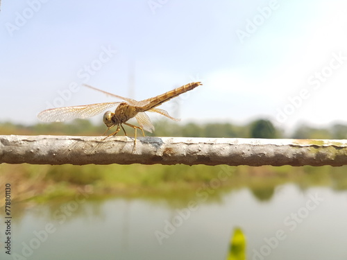 a scarlett skimmer perched on an iron wire. photo